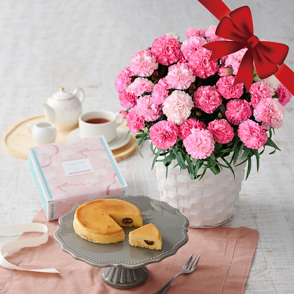 ホシファーム カーネーション＆大人のチーズケーキ 母の日 ギフト 菓子 セット プレゼント 洋菓子  ...