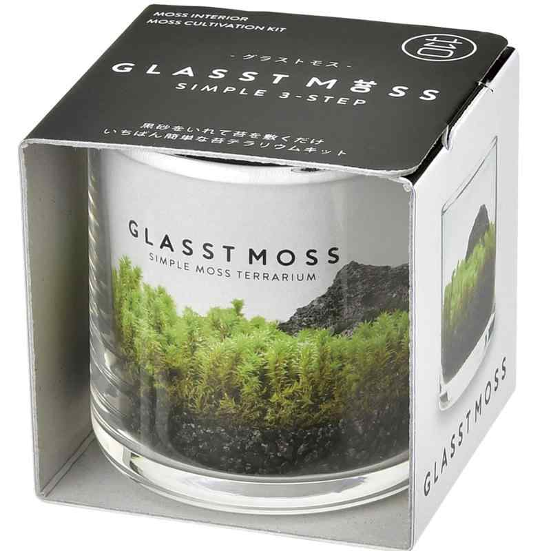 聖新陶芸 春/夏/秋の アクアリウム 苔テラリウム 水草 栽培キット ゆったり育てる 栽培セット