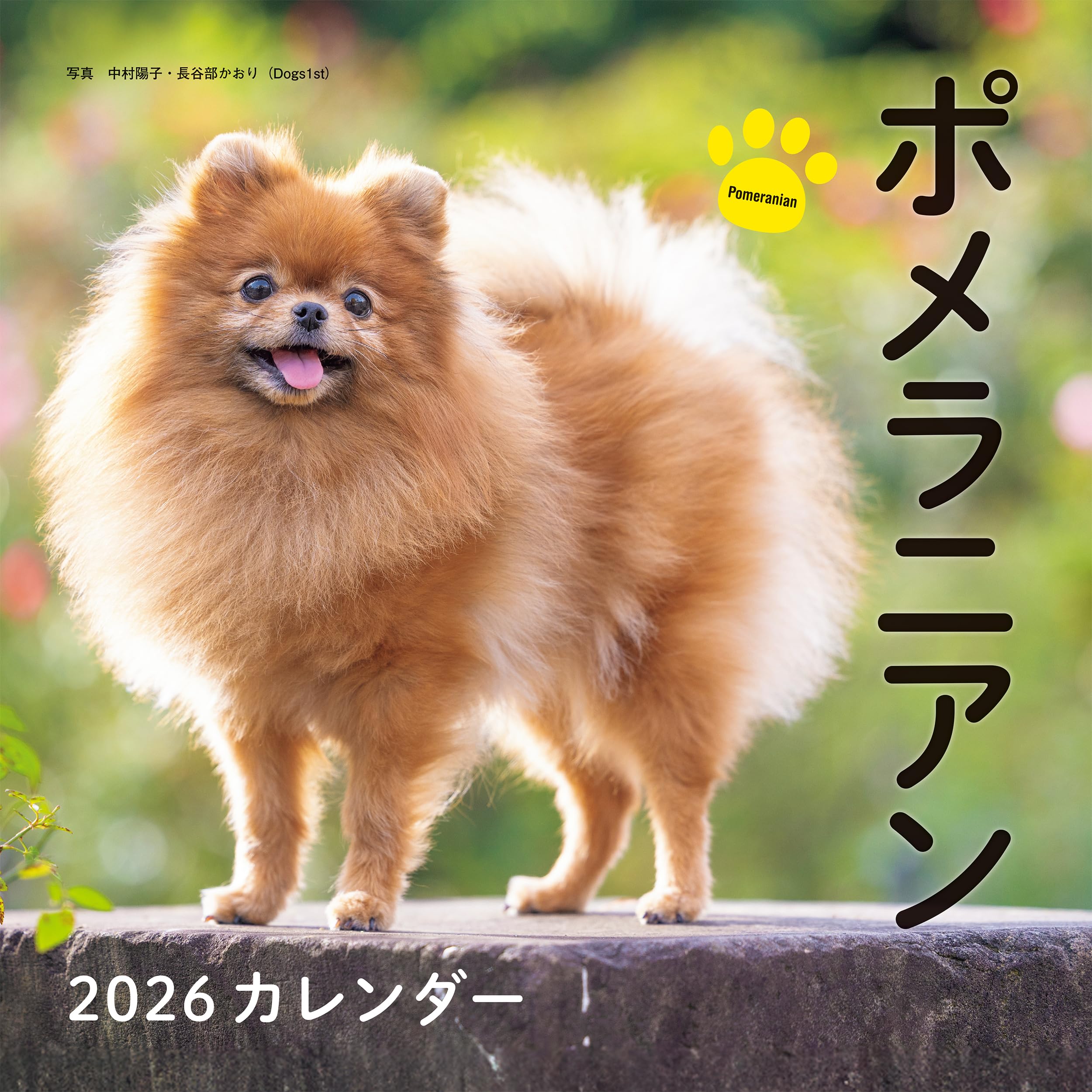 樂天商城 - カレンダー 2026年 ポメラニアン 壁掛け 卓上 動物 犬 写真 アニマル おしゃれ シンプル デザイン インテリア 雑貨