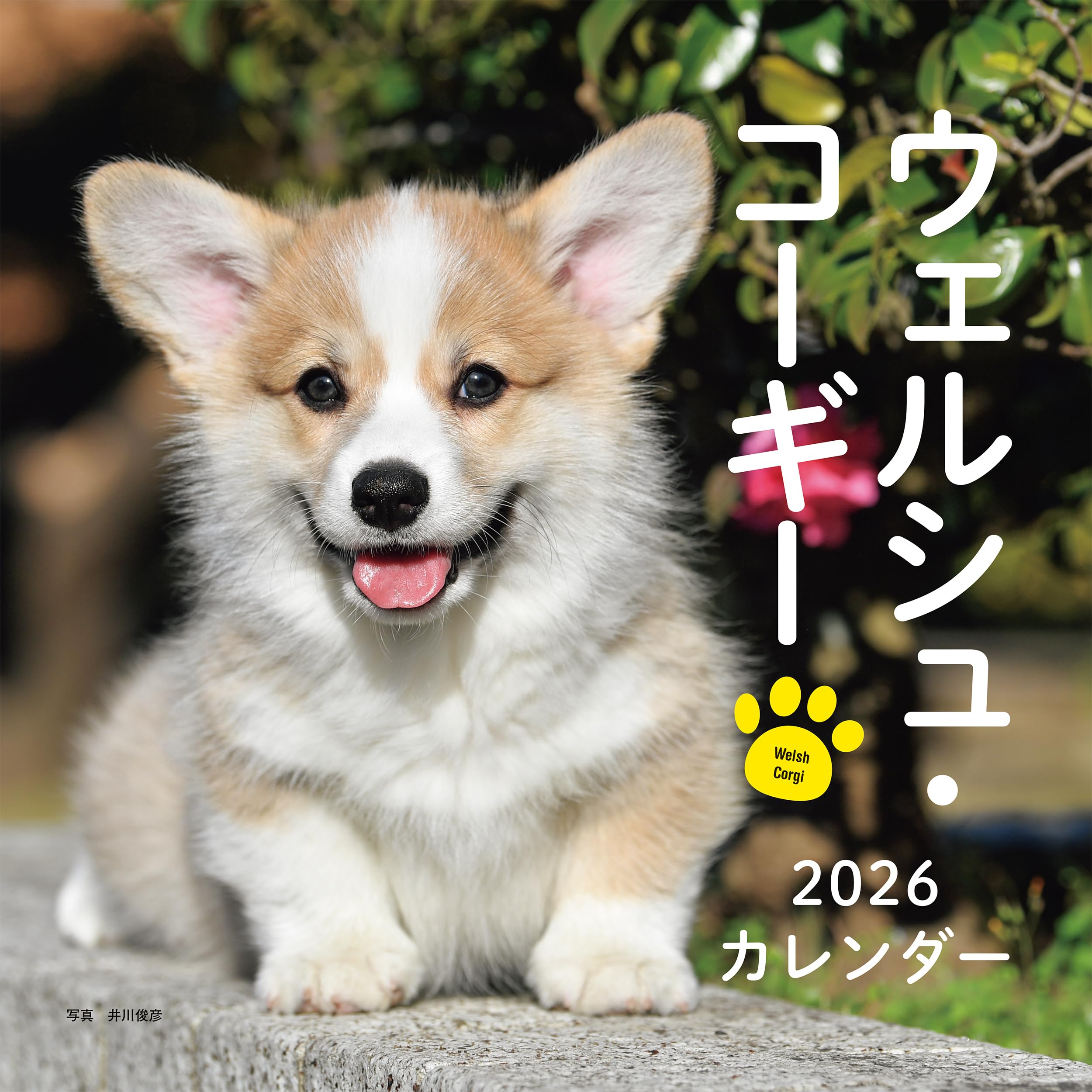 Rakuten - カレンダー 2026年 壁掛け ウェルシュ・コーギー 犬 動物 アニマル 写真 卓上 予定表 スケジュール帳