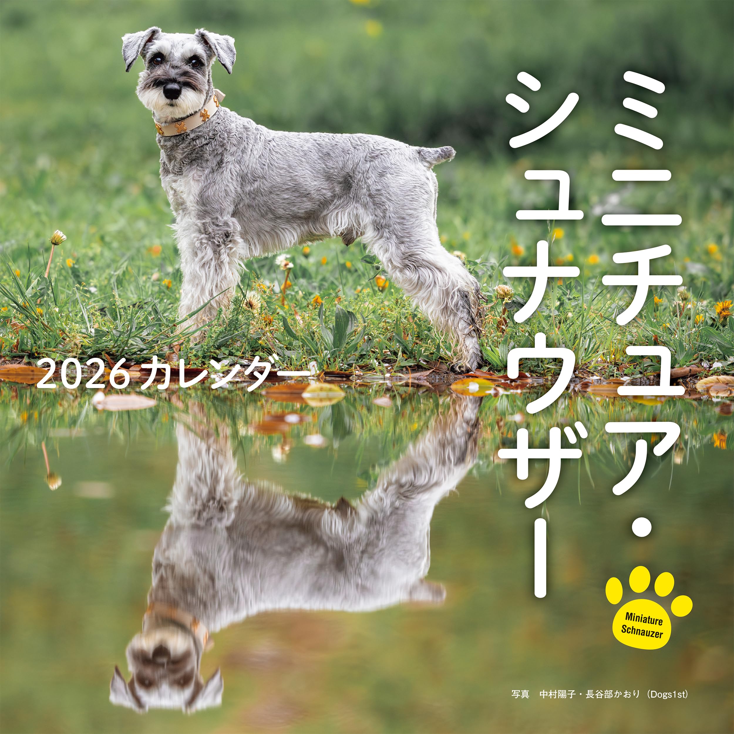 Rakuten - 2026年カレンダー ミニチュアシュナウザー 壁掛けカレンダー 犬 動物 写真 令和8年 1月始まり 12枚綴り