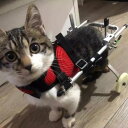 麻痺後足用猫車椅子、アルミペット車椅子歩行器、リハビリ補助輪カート、大型/中型/小型猫用|詳細画像