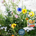 【6/22 20時〜2h限定20%OFFクーポン】【公式店】】フラワリーランド(2パック)【ガーデニング/花/種】【植えっぱなしで次々咲く