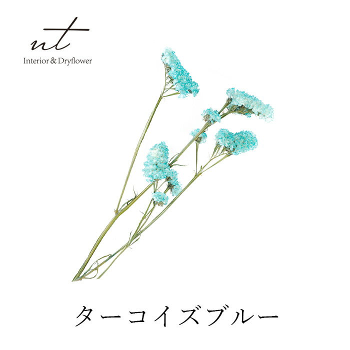 楽天市場】HBスターチスの通販