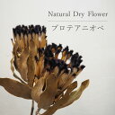 プロテアニオベ【1本入り】 / ドライフラワー ドライリーフ DryFlower 花材 インテリア スワッグ ブーケ フラワーアレンジメント ハンドメイド プレ...