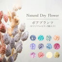 ポアプランツ【15本入り】 / ドライフラワー ドライリーフ 花材 インテリア スワッグ ブーケ フラワーアレンジメント ハンドメイド プレゼント ギフト オリ...