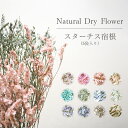 宿根スターチス【8~13g入り】 / ドライフラワー ドライリーフ 花材 インテリア スワッグ ブーケ フラワーアレンジメント ハンドメイド プレゼント ギフト...