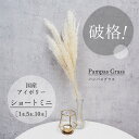 【破格】国産パンパスグラスショートミニサイズ(1本,5本,10本)/　パンパスグラス　パンパス　ドライフラワー　DryFlower　ドライフラワーインテリア　スワッグ　ブーケ　フラワーアレンジメント　ブライダル