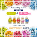 ネイル レジン 封入 国産 押し花 ドライフラワー ハンドメイド【Cシリーズ&花びら2個セット-neon color-・数量限定】エスミント 高品質 押し花 押...
