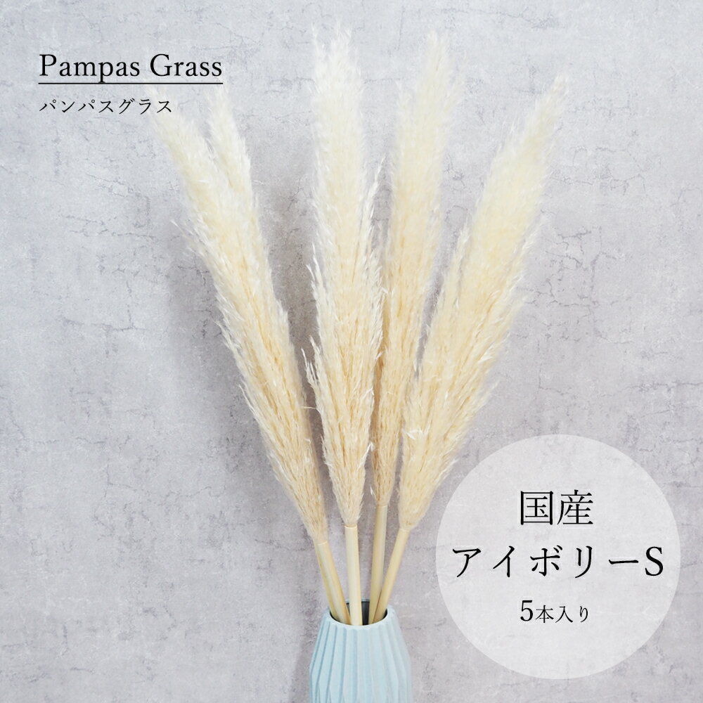 国産パンパスグラスSサイズ5本入り/　パンパスグラス　パンパス　ドライフラワー　DryFlower　ドライフラワーインテリア　スワッグ　ブーケ　フラワーアレンジメント　ブライダル