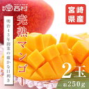 宮崎県産 マンゴー 約250g×2玉 完熟マンゴー 母の日 父の日 フルーツ ギフト プレゼント 内祝 誕生日 お見舞い お祭り 祭事 果物 高級フルーツ 高級...