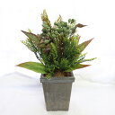 父の日 観葉植物 フェイク 小さい 誕生日 父 開店祝い 退職祝い 2025 卓上 造花 アーティフィシャルフラワー 観葉植物 母の日 フェイクグリーン 誕生日...