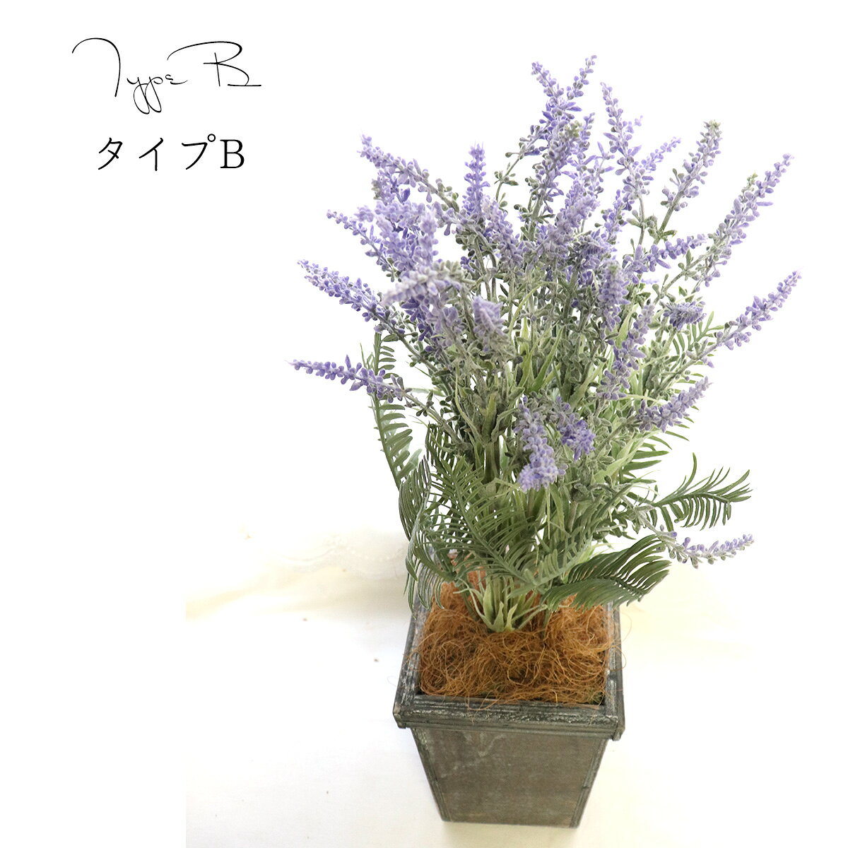 楽天市場】ラベンダー 寄せ植え（花・観葉植物｜花・ガーデン・DIY）の通販