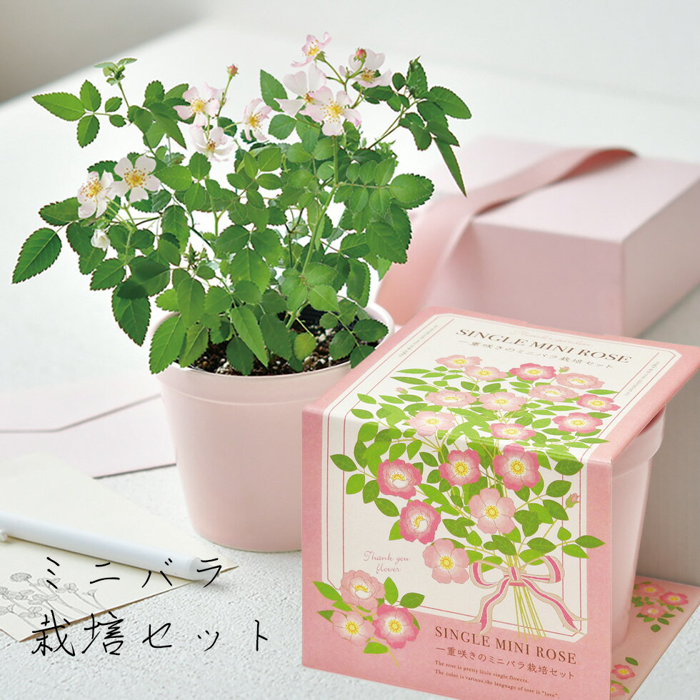 ミニバラ（母の日向き） 母の日 ギフト プレゼント 2024 栽培キット かわいい ミニバラ 薔薇 バラ 栽培 セット ギフト プレゼント 父 お祝い お母さん 誕生日 お家時間 プレゼント　美濃焼　「ミニバラ栽培セット　Thanks GARDEN」