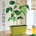 父の日ギフト 2025 えだまめ 栽培セット 家庭用栽培キット 枝豆 父の日 父 誕生日 野菜 種 栽培キット 栽培キット 枝豆 エダマメ お家時間 プレゼント