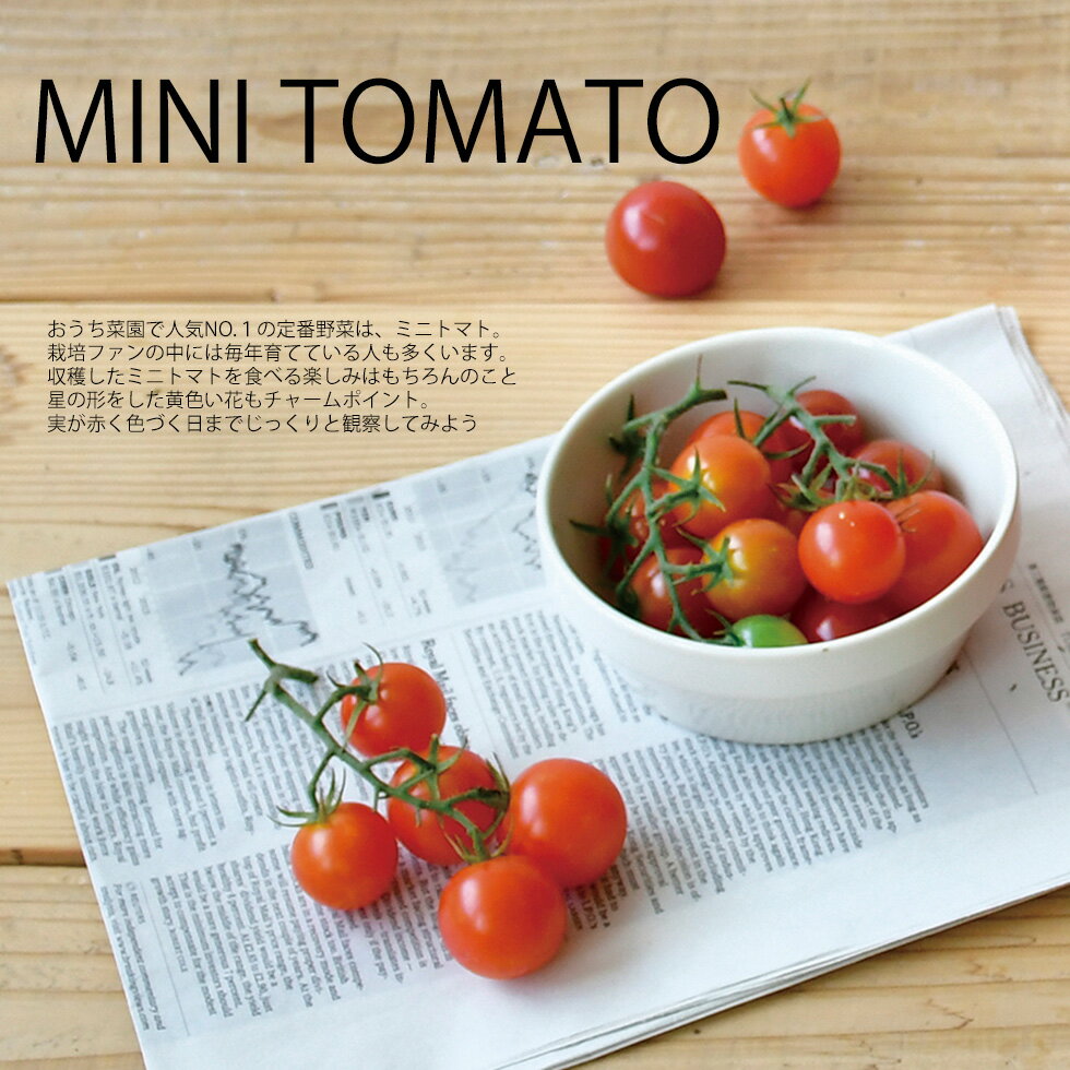 �ߥ˥ȥޥ� �ȥޥȡ����ݥ��å� �����Ѻ��ݥ��åȡ��Ȥޤȡ��� ������ ��� �� ���ݥ��å� ���ݥ��å� ��� ���� ���Ȼ��� �ץ쥼��ȡ�2026������� ����� �ץ쥼���