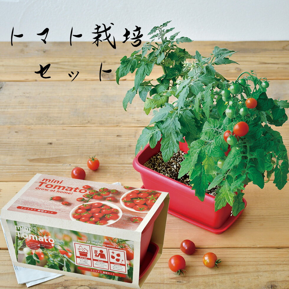 【7営業日以内に出荷】名入れ ヒポポプラント ベージュ バジル ハーブ 日本製 栽培キット 鉢植え 家庭菜園