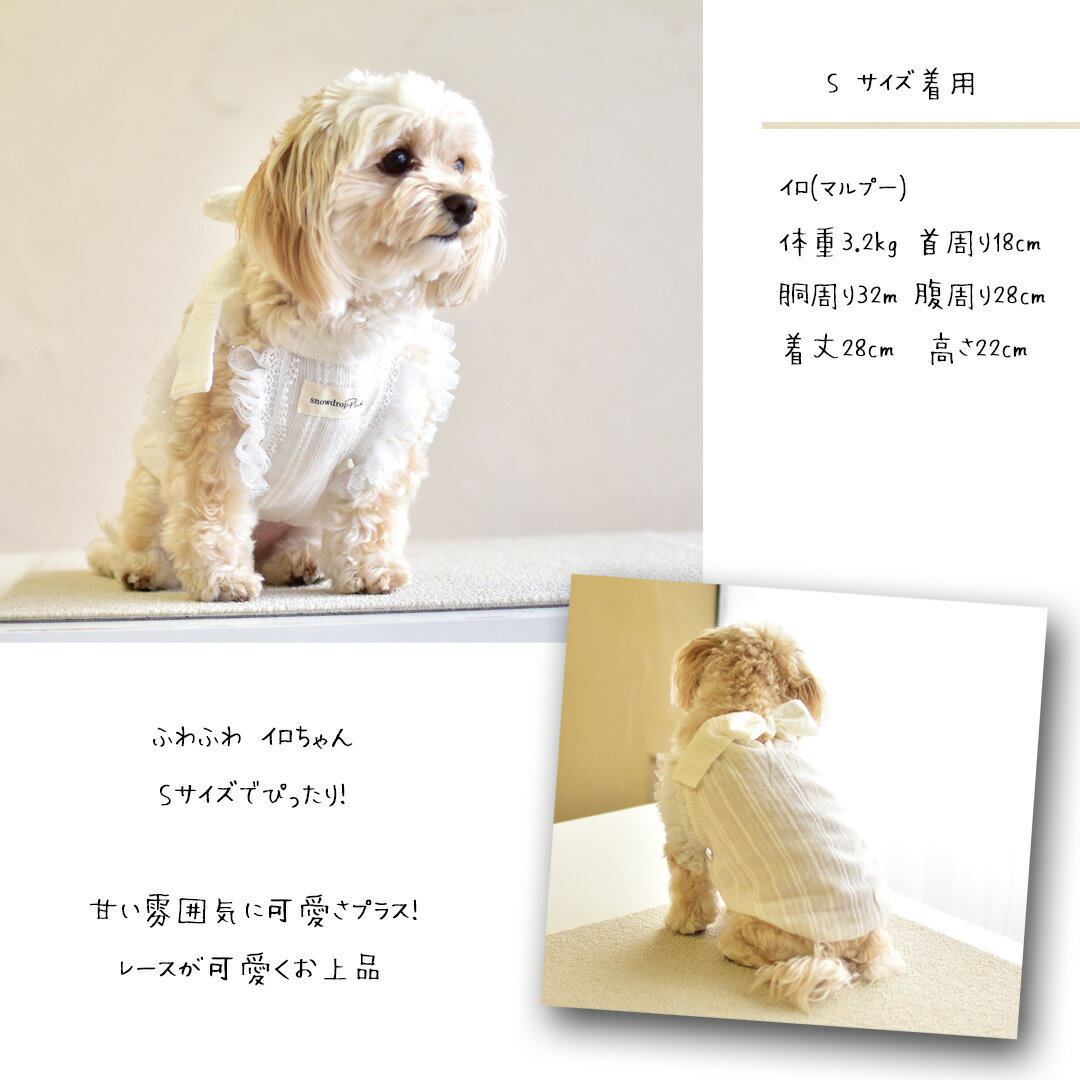 �ں߸˽�ʬ������ΰ����ʸ��Բġ�µ�졼���դ������ԡ��� snowdrop ��ܥ󥿥� ���ԡ��� snowdrop �졼�� �����å� ����� �֥饦�� �ä��� �� ���� �ڥå� �ɥå������� ����ߥ����� ���󥯥ȥå� �椦�ѥ��å��б�