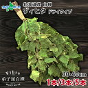 【クーポンで39%OFF！】HOKKAIDO Vihta 北海道 白樺 ヴィヒタ（1本/3本/5本）乾燥ヴィヒタ サウナグッズ プレゼント ドライ ヴィヒタ ビヒタ サウナ用品 サウナグッツ ロウリュ ウィスキング ヴェニク ヴェーニク インテリア 枝 ドライフラワー グリーン 北国からの贈り物