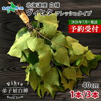 予約販売 HOKKAIDO Vihta 北海道 白樺 ヴィヒタ（1本/3本） 生ヴィヒタ フレッシュヴィヒタ アロマ ウィスク インテリア 生 ビヒタ サウナ 白樺 テントサウナ サウナグッズ サウナ用品 サウナグッツ ロウリュウ 血行促進 リラックス ウィスキング 北国からの贈り物 送料無料