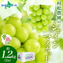 山梨県 笛吹市産 シャインマスカット 約1.2kg 2房 ぶどう ブドウ 葡萄 旬 産地直送 種なし 皮ごと 完熟 果物 フルーツ 山梨県笛吹市 シャインマスカ...