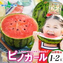 山形県産 小玉すいか ピノガール1玉/2玉 7月中旬-8月上旬 ※100セット限定 産地直送 果物 フルーツ 新鮮 人気 美味しい 贈答 ギフト 暑中見舞い 御...