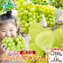 山形県産 贈答用 シャインマスカット 1房(約700g)/2-3房(約1.6kg) ※100セット限定 マスカット ブドウ 旬 産地直送 完熟 果物 フルーツ 山形 新鮮 人気 美味しい 贈答 ギフト 誕生日 プレゼント フルーツ ギフト 産直 送料無料 ◆出荷予定:10月中旬-11月中旬