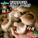 新潟県産 南魚沼 八色しいたけ 1kg 産地直送 国産 しいたけ シイタケ 国産椎茸 生しいたけ 生椎茸 きのこ キノコ 茸 食品 野菜 やさい 新鮮 極上 肉厚 贈り物 贈答品 敬老の日ギフト お取り寄せグルメ ご褒美 特産品 料理 調理 健康 ヘルシー 冷蔵 送料無料