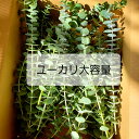ユーカリ ドライフラワー 大容量約50〜60cm約25本以上 スワッグ 花材セット アロマワックスバー ハーバリウム【即日発送】【業務用】【スーパーセール】