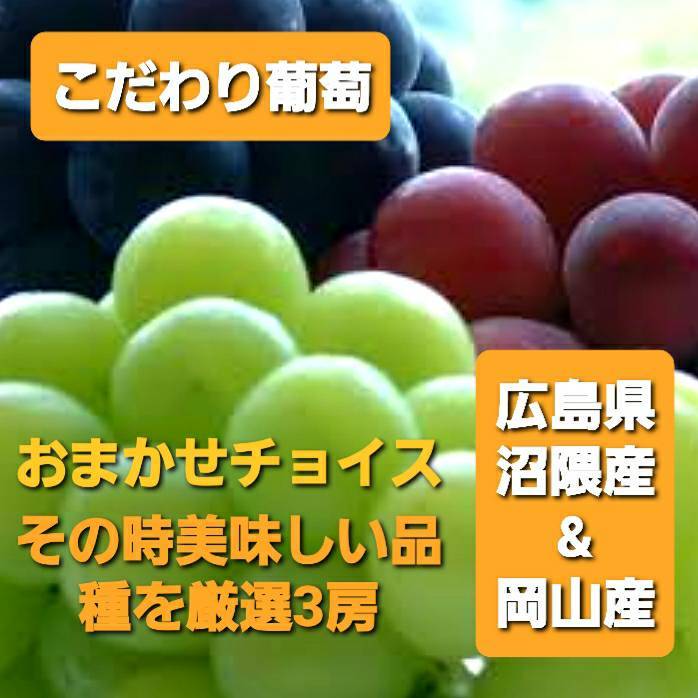 ぶどう 果物類・ぶどう・マスカット・フルーツ・果物・シャインマスカット 【3房お任せ福袋】広島県 岡山県 沼隈 瀬戸内海