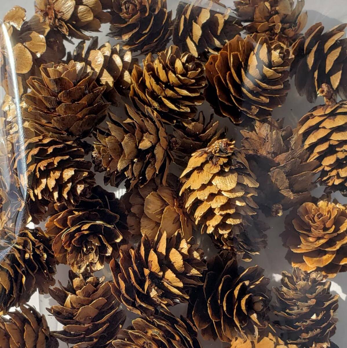 松ぼっくり 木の実 アロマワックスバー キット ボタニカルサシェ　ハーバリウム用 ...