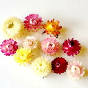 ヘリクリサム 帝王貝細工【250輪】 ミックスカラー 花材 詰め合わせ ドライフラワー レジン 花材セットミックス アロマワックスバー ハーバリウム 手作り カラフル 材料 サシェ アロマ 花 フラワー セット アソート ハンドメイド 詰め合わせ プレゼント 贈り物 即日発送