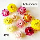 ヘリクリサム 帝王貝細工 ミックスカラー 花材 詰め合わせ ドライフラワー レジン 花材セットミックス アロマワックスバー ハーバリウム 手作り カラフル 材料...