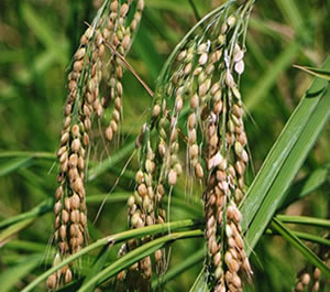 【期間・数量限定】上伊那農民組合 白毛餅 古代米 減農薬 信州伊那谷 800g 保存食 備蓄 バレンタイン ギフト 合格祝 ひなまつり ホワイトデー 引越しそば お彼岸 プレゼント格安通販　バレンタイン　人気　ランキング