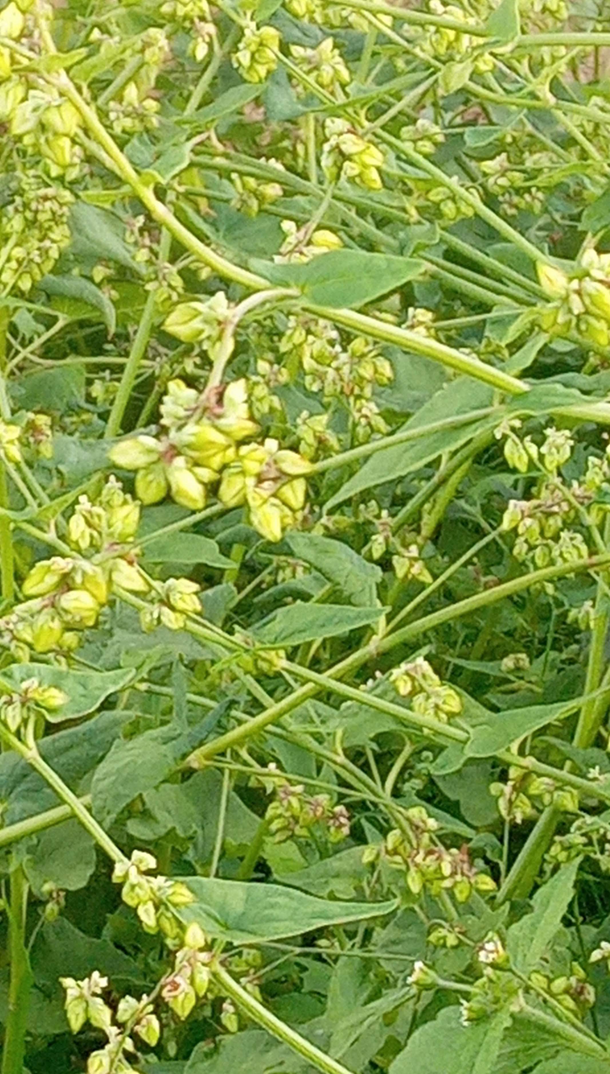 ���ڤ������� 100g��10���� ���ФĤ� 54cc����2�� 2���å� ��ꤽ�� ���Х��å� ���� soba buckwheat ���Ф����� ������ ���� ��̣���� �������� ���ऽ�� ���඾�� ���� ���ñۤ����� ���ñۤ����� ������ ���ܿ� ���� �����󤻥���� ��¸���Ի���