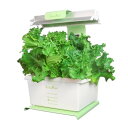 リビングファーム 水耕栽培キット ココベジSS(パステルグリーン)リーフレタス種子付き 植栽用高輝度LED装着 温度計付 特許育苗キットで丈夫な苗作り 4株育成...