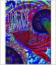 ≪30%OFF≫≪1万円以上の購入で送料無料≫SNOWBOARD DVD【TRIPPIN】DIRTY PIMP