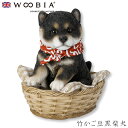 『全品SALEクーポン』ウービア Woobia 【竹かご豆黒柴犬】 (幅12.5cm×奥行10.5cm×高さ13.5cm)犬 いぬ イヌ ドッグ dog かわい...