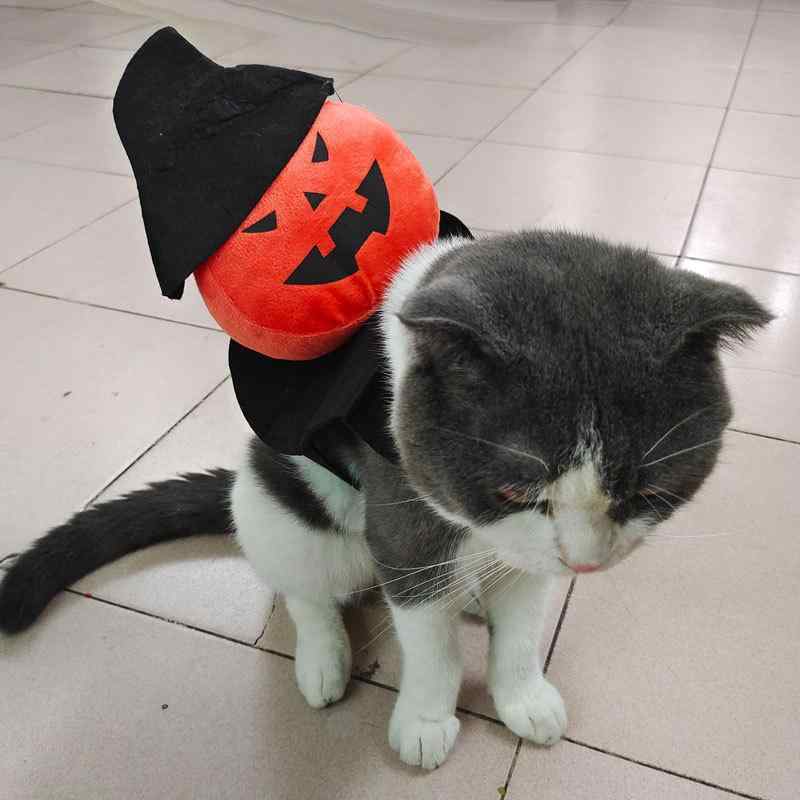 ペット ハロウィン コスチューム テディ 犬 南瓜 服 猫 ゴースト ライダー 仮装 かわいい おもしろ ハロウィーン パーティー イベント ドッグウェア キャットウェア