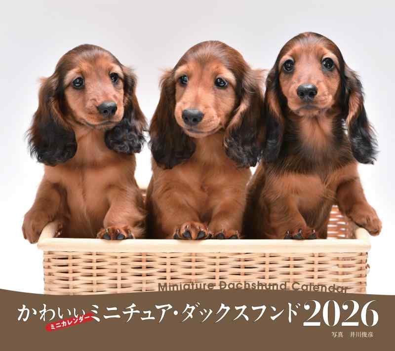 乐天商城 - 【中古】2026年カレンダー かわいいミニチュア・ダックスフンド (誠文堂新光社カレンダー)