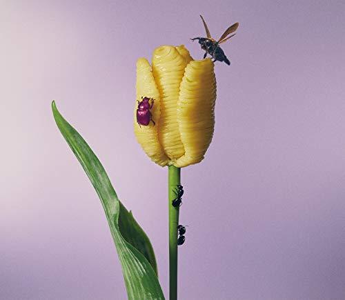 【中古】おいしいパスタがあると聞いて (通常盤)