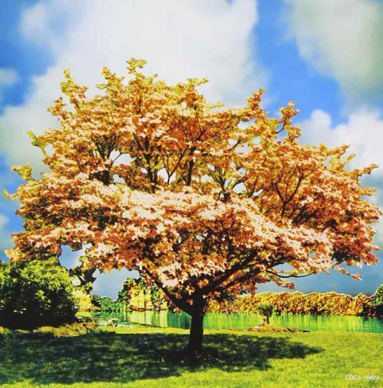 【中古】ハナミズキ - 一青窈