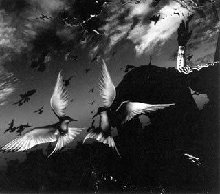 楽天市場】PIERROT paradox（CD・DVD）の通販