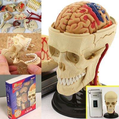 【中古】ヒューマンアナトミー 人体パズル(人間の頭)