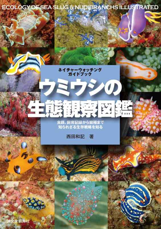 楽天市場】ウミウシ 生きている海の妖精の通販