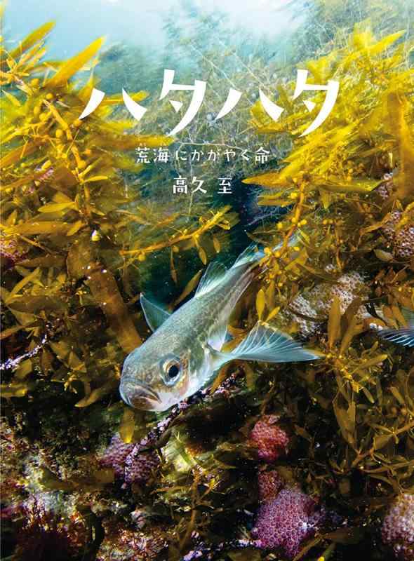 【中古】ハタハタ: 荒海にかがやく命