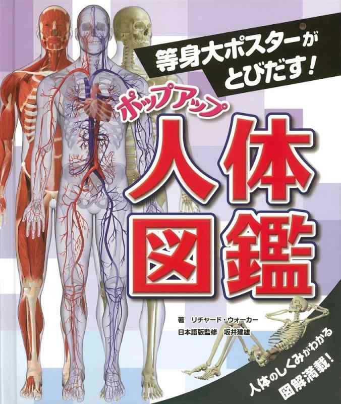 【中古】等身大ポスターがとびだす　ポップアップ人体図鑑