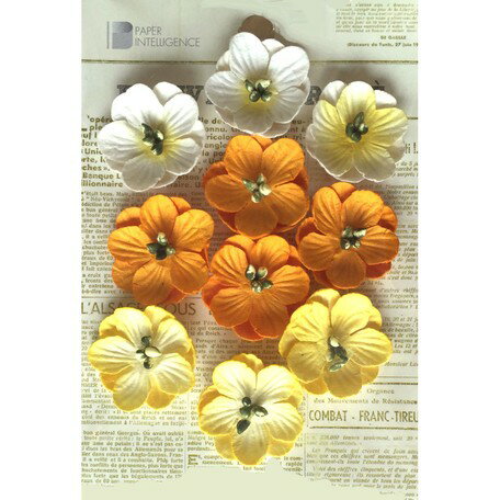 Paper Intelligence/ڡѡƥꥸ󥹡 եޥ륷 ե 4108837