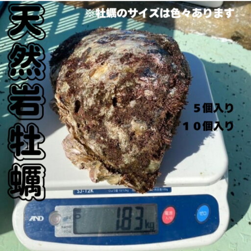 天然岩ガキ 天然 クリーミー 岩ガキ 海産物 濃厚 美味しい バーベキュー 海 旬 天然岩ガキ 天然 クリーミー 岩ガキ 海産物 濃厚 美味しい バーベキュー 海 旬