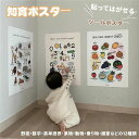 【数量限定!10%OFFクーポン利用で1,962円】ポスター 知育 シール 幼児 知育ポスター 野菜 果物 動物 数字 乗り物勉強 学習ポスター 幼児教育 防水加工 ウォールステッカー 貼る お風呂ポスター おしゃれ ABC表 お部屋にも お風呂で覚えよう 幼稚園 入園祝い プレゼント